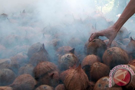 Industri pengolahan kelapa kekurangan bahan baku