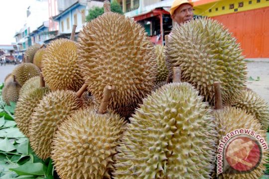 Ilmuwan Ungkap Asal Bau Tajam Durian Antara News Kalimantan Utara
