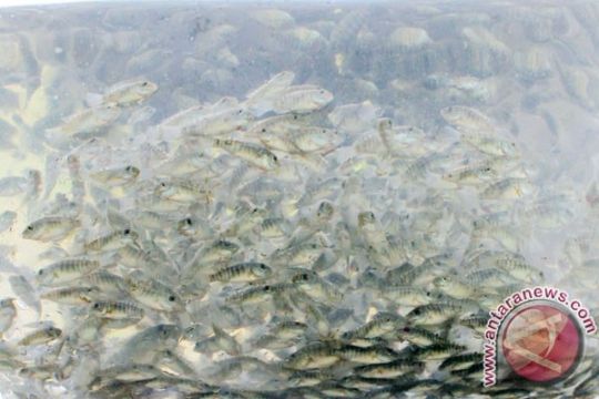 Kementerian Kelautan tabur 22 ribu benih ikan di Danau Toba
