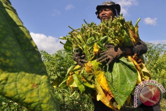 Petani Tembakau Cemaskan Wacana Kenaikan Harga Rokok Page 1 Small