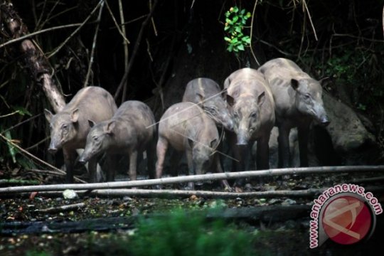 Babirusa di Suaka Margasatwa Hutan Nantu Page 2 Small