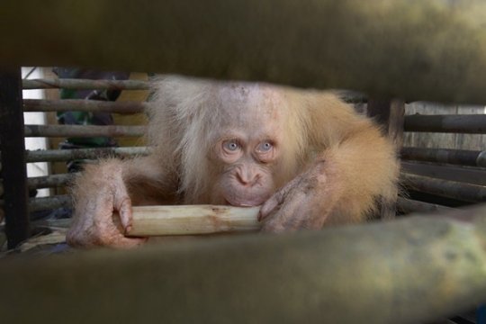 Orangutan Albino Pertama di Kalimantan Page 4 Small