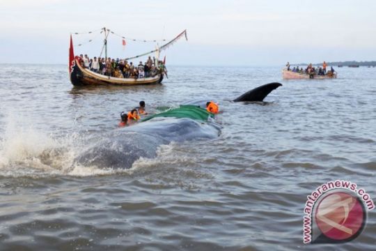 Paus sperma terdampar di Pelabuhan Jangkar berhasil diselamatkan ke laut lepas