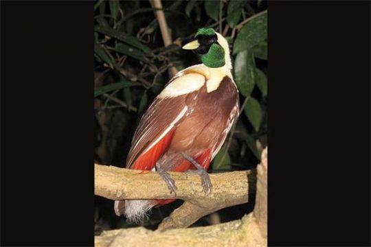 15 Persen Burung Endemik Indonesia Terancam Punah Antara News