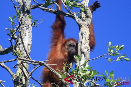 Walhi minta pemerintah selamatkan orangutan Tapanuli