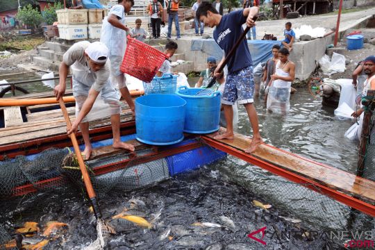 Peneliti: Budidaya ikan nila di Danau Toba harus dipertahankan