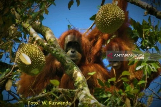 Orangutan Tapanuli menyukai buah durian