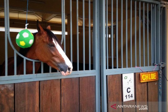 Kuda-kuda premium untuk equestrian siap dikembangbiakkan di Jakarta