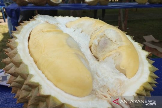 Download 42 Gambar Durian Untuk Diwarnai Paling Bagus Gratis