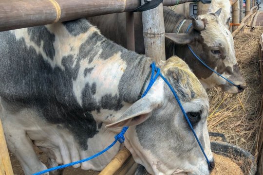 Sekitar 100 sapi kurban di Yogyakarta terinfeksi cacing hati