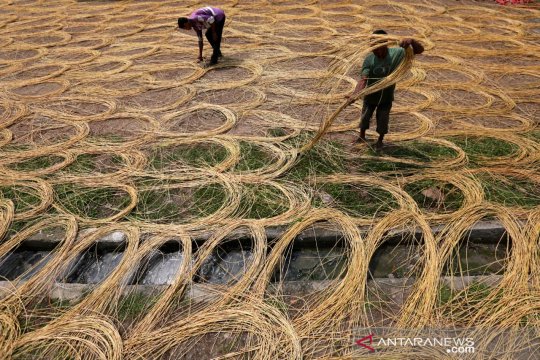 Potensi Produksi Rotan