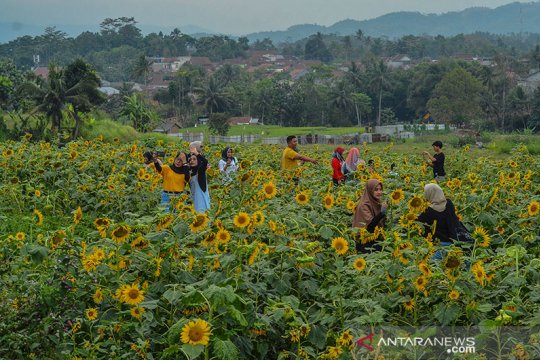 Wisata Swafoto Kebun Bunga Matahari