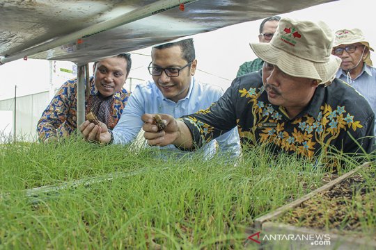 Inovasi Budidaya Bawang Merah