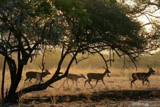 Sumber makanan menipis sebabkan harimau keluar teritori