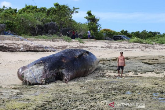 BKKPN Kupang pastikan paus sperma mati di hutan mangrove Rote
