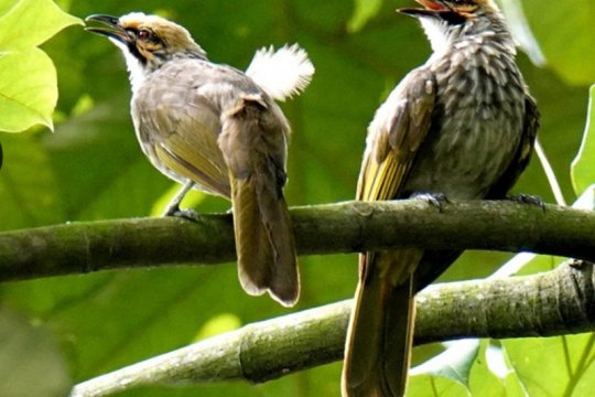 P Wec Burung Kacamata Dan Bentet Kelabu Mungkin Sudah Punah