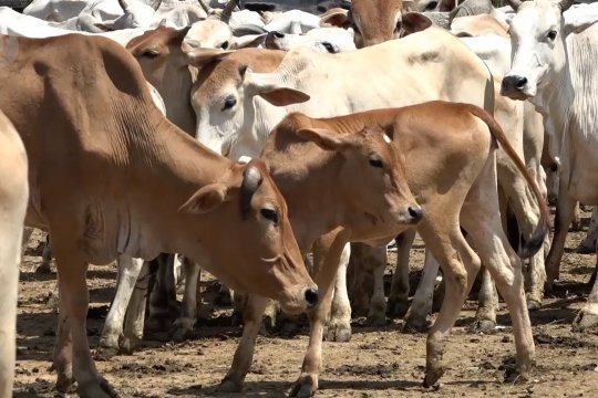 Mentan tegaskan pemerintah berupaya cepat swasembada daging sapi
