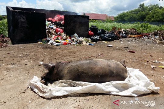 4.888 ekor babi di NTT mati akibat virus ASF