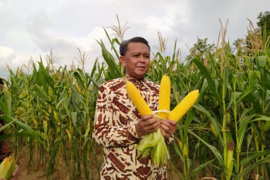 Gubernur Sulsel panen jagung varietas NA di Soppeng