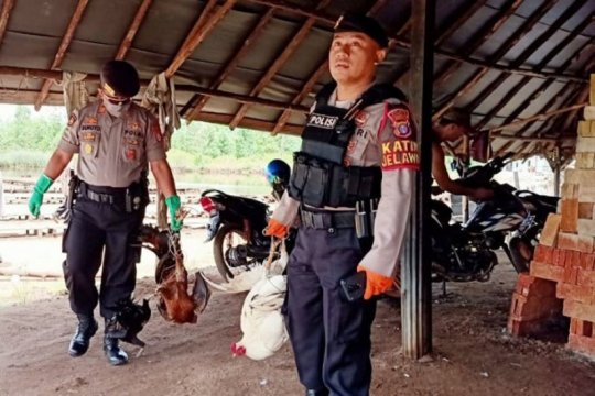 Polisi gerebek judi sabung ayam di Sampit saat pandemi COVID-19