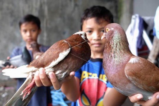 Aktivitas memelihara burung merpati Page 2 Small