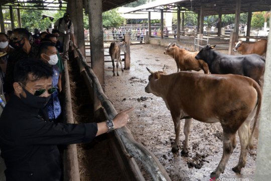 Kementan- TNI AD kerja sama program peternakan 1.000 desa sapi