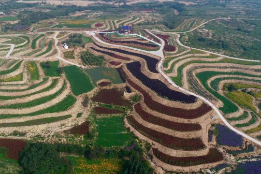 Wisata pengobatan tradisional Tionghoa meningkat di Pegunungan Taihang