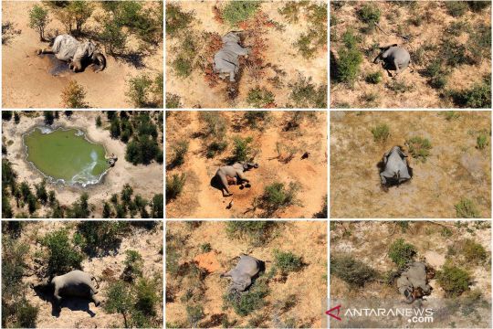 Botswana masih selidiki kematian misterius 275 gajah