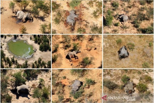 Hasil tes ungkap sebab kematian misterius ratusan gajah di Botswana