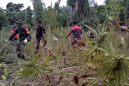BNN musnahkan 3,5 hektare ladang ganja di Aceh Besar