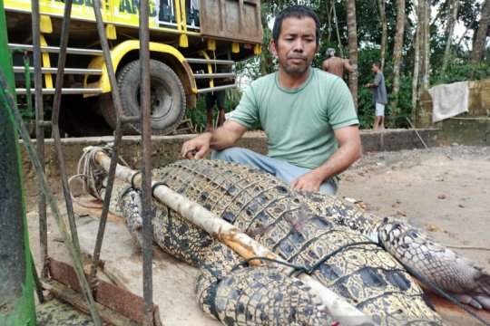 BKSDA Bangka tangkap buaya pemangsa ternak