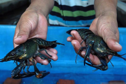 KKP dorong pelaku usaha edukasi masyarakat beli seafood berkelanjutan