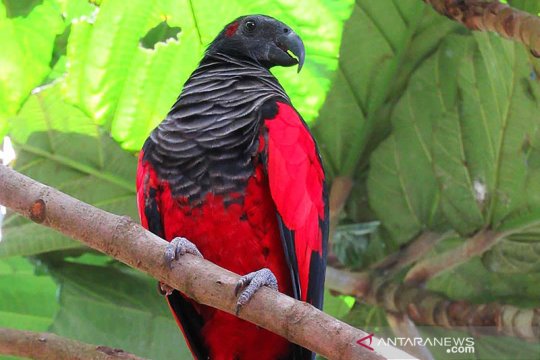Melindungi burung nuri kabare Papua dari kepunahan dengan konservasi