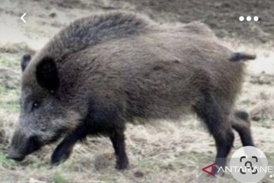 Ratusan babi hutan ditemukan mati di tiga kabupaten di Kaltara
