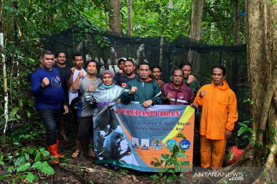 150 satwa endemik dilepasliarkan di hutan Kepulauan Aru