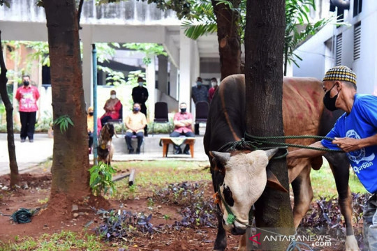 Pemkot Jakarta Timur sembelih 13 hewan kurban