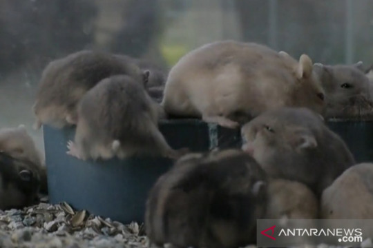 Seekor hamster yang diserahkan di Hong Kong terbukti positif COVID-19
