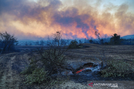 Kebakaran hutan di Turki, tidak ada WNI jadi korban
