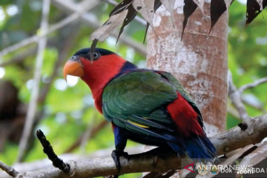 76 satwa endemik Papua dilepasliarkan di hutan adat Isyo