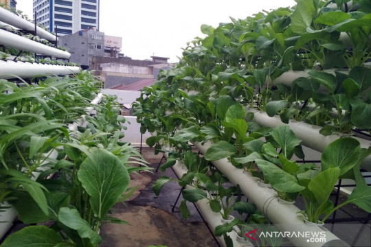 Sudin KPKP fokus manfaatkan  "rooftop" untuk pertanian kota tahun 2022