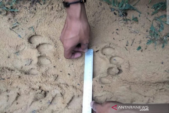Jejak harimau sumatera ditemukan di kebun sawit wilayah Pelalawan Riau