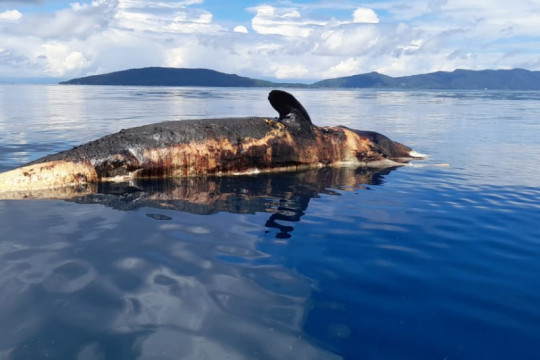 Masyarakat temukan hiu paus mati terapung di perairan Raja Ampat