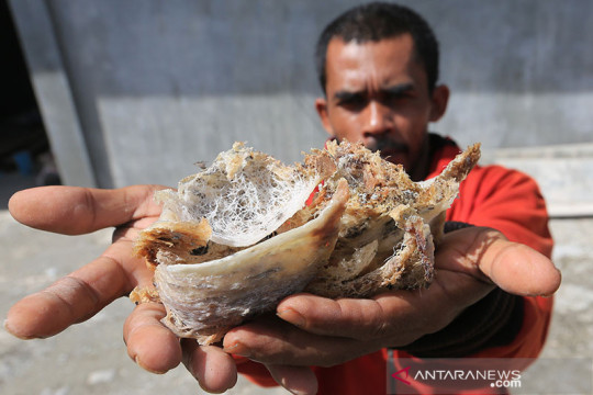 Indonesia pasok hampir 70 persen kebutuhan sarang walet China