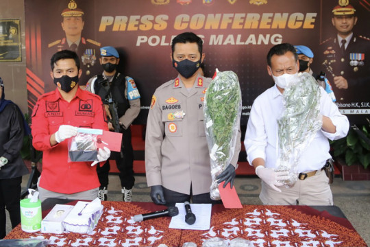 Polisi tangkap pemilik 56 batang tanaman ganja di Malang