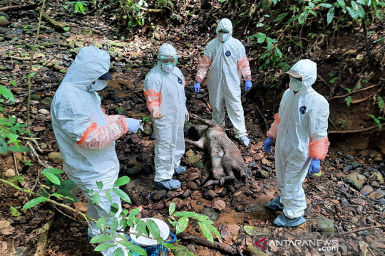 Belasan babi hutan di Bengkulu mati terserang flu babi