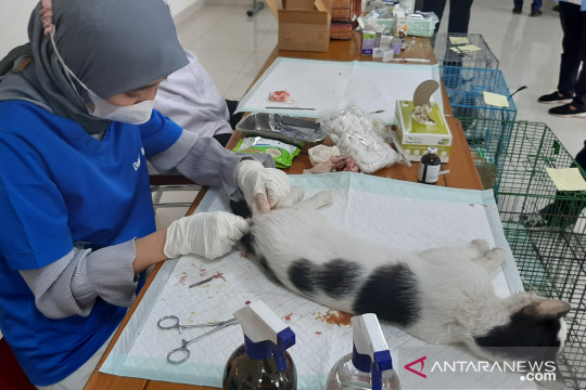 Sudin KPKP Jaksel targetkan 6.800 ekor hewan divaksin rabies