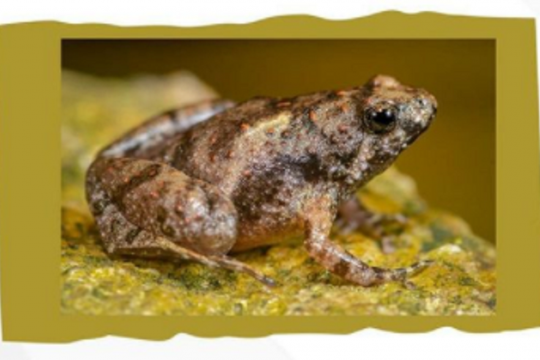 Peneliti identifikasi spesies katak kecil Microhyla sriwijaya