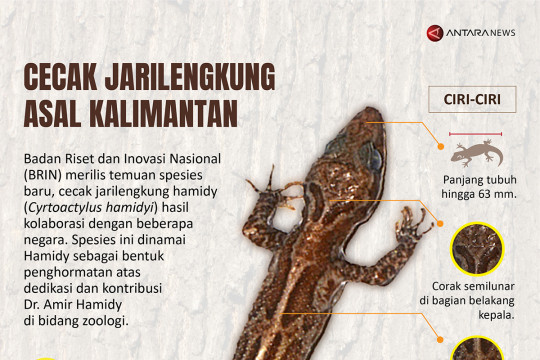 Spesies baru cecak jarilengkung asal Kalimantan