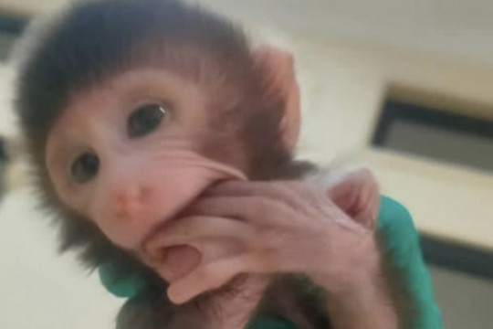 Karantina Lampung menggagalkan penyelundupan belasan ekor monyet