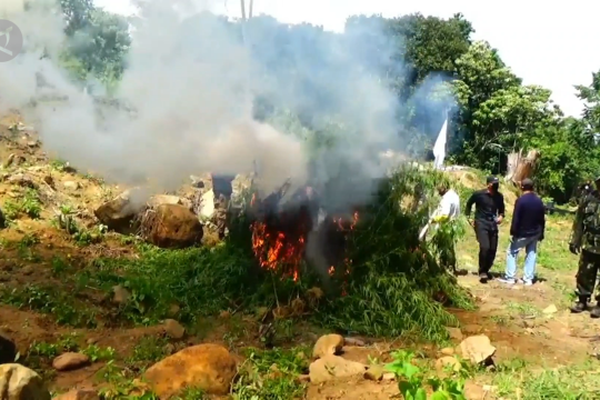 BNN musnahkan ganja di 2 hektare lahan di Aceh Utara